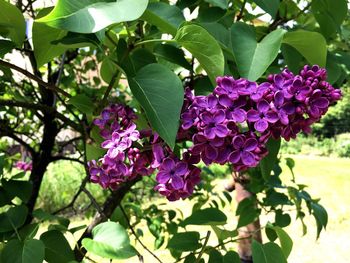 Close-up of purple flowers blooming outdoors