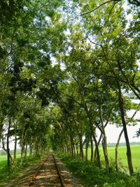 Footpath amidst trees