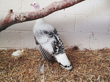 Close-up of white bird eating plant against wall