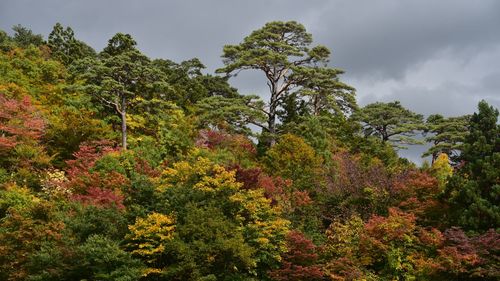 Trees against sky during autumn
