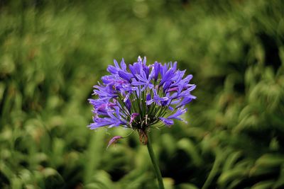 Close-up of purple flowers blooming outdoors