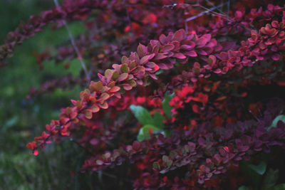 Close-up of flowers growing on plant