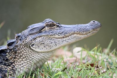 A juvenile alligator laying in the grass, sun bathing.