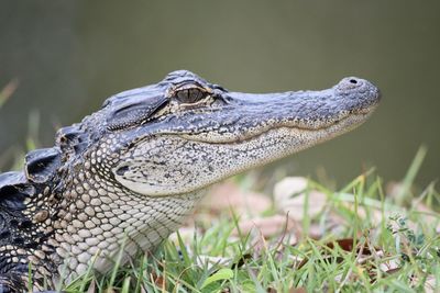 Close-up side view of a turtle on grass