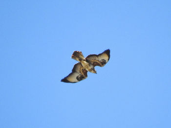 Low angle view of bird flying against clear blue sky
