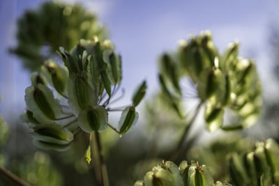 Close-up of flowering plant