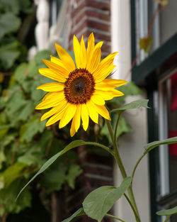 Close-up of yellow sunflower