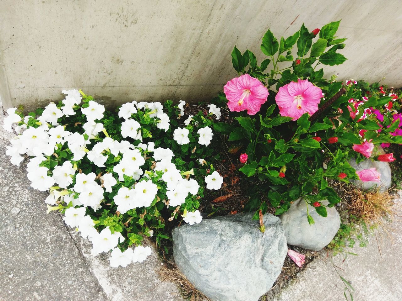 flower, growth, plant, nature, freshness, fragility, beauty in nature, petal, leaf, no people, blooming, green color, high angle view, outdoors, day, flower head, close-up, petunia, periwinkle