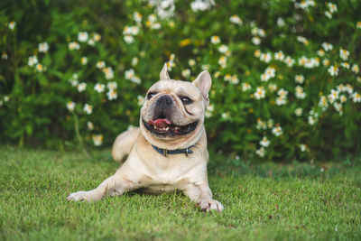 Dog sitting on field