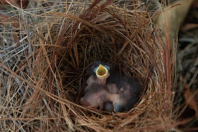 High angle view of birds in nest