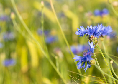 Close-up of purple flowering plants