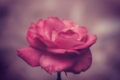 Close-up of pink rose