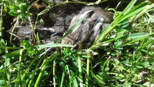 Close-up of grass