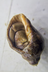 Close-up of snake