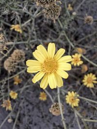 Close-up of yellow flowers blooming on field