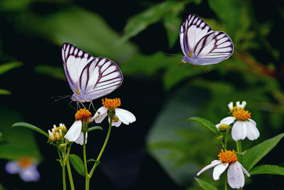 Close-up of butterfly on white flowers