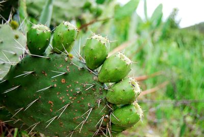 Close-up of prickly pear cactus