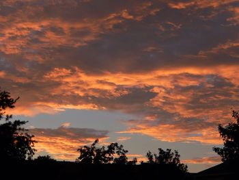 Silhouette of trees at sunset