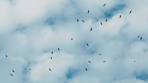 Low angle view of birds flying in sky