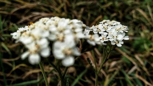 Close-up of white flowering plant on field