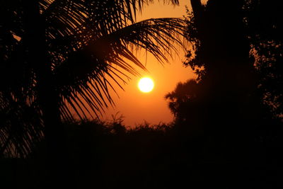 Silhouette of trees at sunset