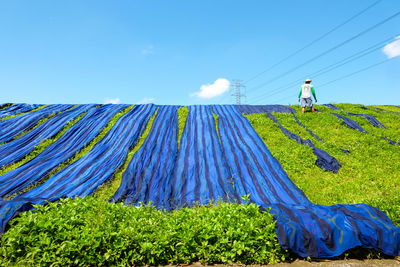 Panoramic shot of people on field against blue sky