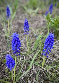 flowering plant