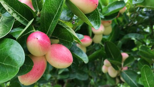 Close-up of pink berries growing on plant