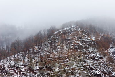 Snow covered land and trees against sky