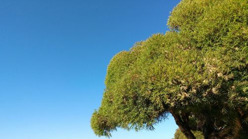 Tree against clear sky