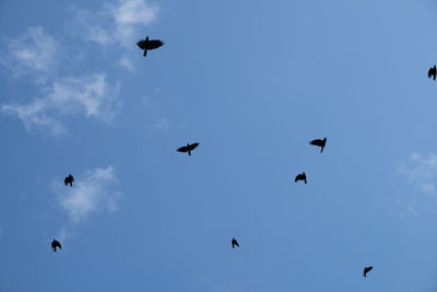 Low angle view of birds flying in sky