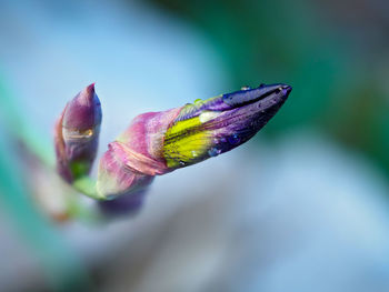 Close-up of butterfly on purple flower