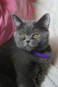 Close-up of black cat