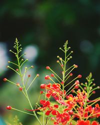 Close-up of red flowering plant