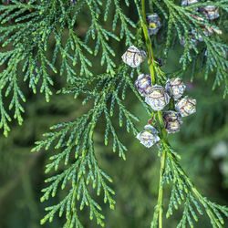 Closeup of the green leaves and tiny cones of a lawson cypress tree chamaecyparis lawsoniana