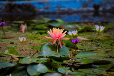 Close-up of lotus water lily in lake