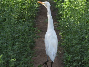 White duck in a field