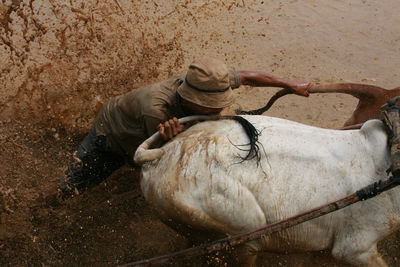 Close-up high angle view of cow race