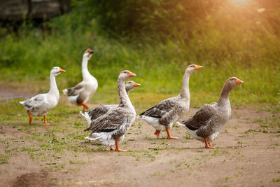 A flock of beautiful domestic geese walking in a meadow near a farmhouse gray farm geese