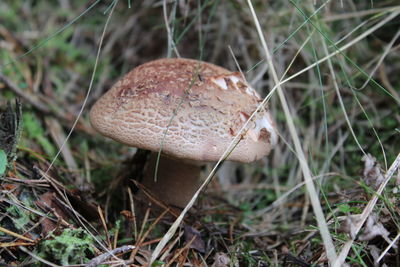 Close-up of mushroom on field