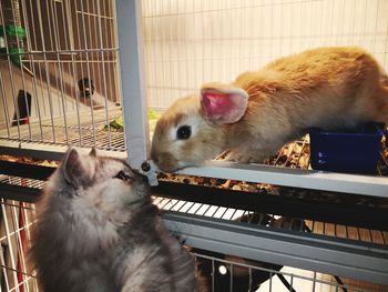 Two cats in cage