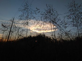 Silhouette bare trees against sky during sunset