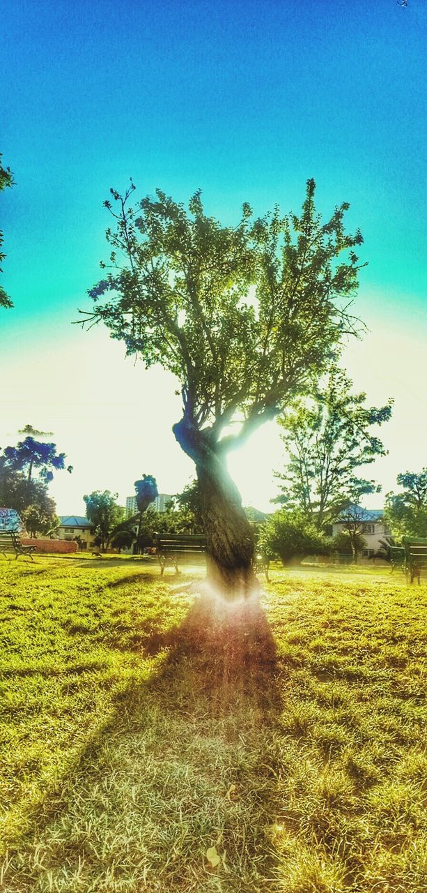 tree, clear sky, field, grass, landscape, growth, blue, tranquility, sunlight, beauty in nature, tranquil scene, nature, sky, grassy, rural scene, scenics, green color, copy space, day, outdoors