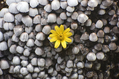 Full frame shot of sunflower