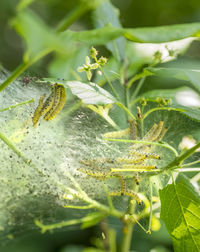 Close-up of insect on flower