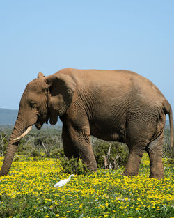 View of elephant on field
