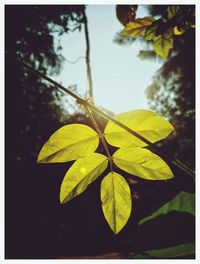 Close-up of green leaf on water