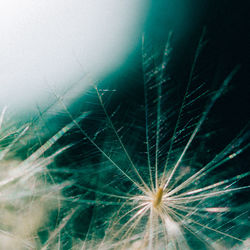 Close-up of plant against blurred background