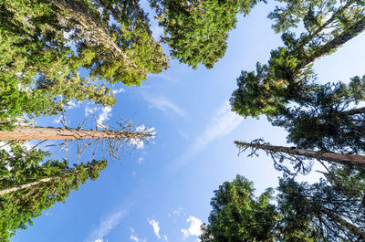 Low angle view of tree against sky