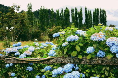 Close-up of plants against sky